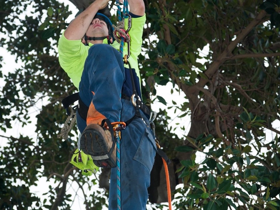 Qualified arborist working in a mature tree during a risk assessment in Greater London
